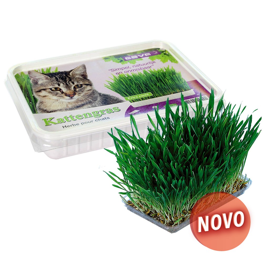Erva Gateira com Tabuleiro 120g